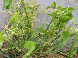 Image result for Caldesia parnassifolia