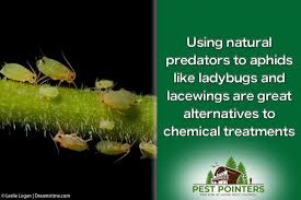 Dish soap is ideal for removing fleas from puppies and. 15 Best Aphid Repellents And How To Use Them Pest Pointers Tips For At Home Pest Control