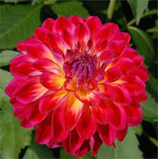 Brittany Rey Item 636 Dahlia Flower Bonsai Flower Flower Seeds