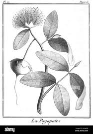 Image result for Sonneratia