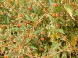 Image result for Solanum sp. A