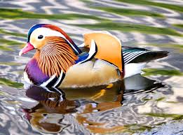Even though we raise a large amount of these beautiful birds each year the latest ones are on mar 21, 2021 13 new live mandarin ducks for sale results have been found in the last 90 days, which means that every 7, a. Mandarin Ducks For Sale In Uk 31 Used Mandarin Ducks