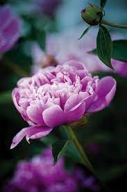 Low Allergy Plants For The Garden Plants Allergies Flowers