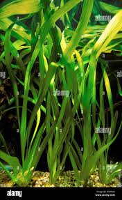 Image result for Vallisneria