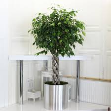 Çevre dostu olması açısından ilk tercihiniz toprak saksılar olmalıdır. Cicek Bakimi Bitki Bakimi Saksi Cicegi Bakimi Nasil Yapilir