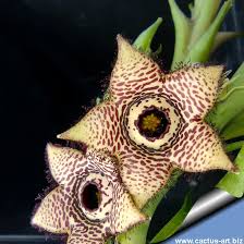 Image result for Orbea paradoxa