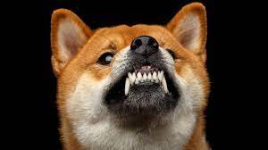 Los Inversores De Shiba Inu Estan Jugando A Un Juego Que Estan Destinados A Perder Liukin
