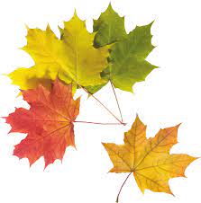 Png Images Fall Leaves Png Autumn Leaves Leaves