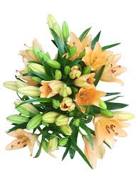 Check spelling or type a new query. Lilien Schnittblumen Online Bestellen Bezahlbare Blumen De Bezahlbare Blumen De