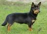 Lancashire Heeler Dog Breed Information, Pictures ...