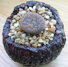 Image result for Lithops