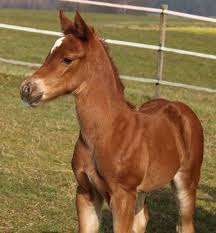Dieser junge mann wird in den richtigen händen sehr viel spaß bereiten. Babies 2020 So Bekommt Ihr Quarter Horse Den Perfekten Wunschnamen Wittelsbuerger Com Europas Erste Adresse Fur Westernreiter Und Westernreiten