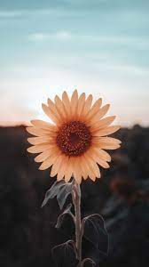 Lihat ide lainnya tentang bunga matahari, bunga, matahari. Biascardoso Today Pin Wallpaper Bunga Matahari Latar Belakang Bunga Matahari