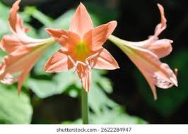 Image result for Hippeastrum puniceum