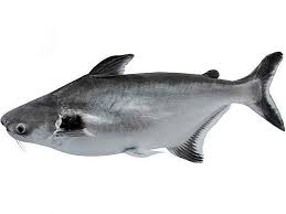 It goes by various names such as panganius fish, panga, basa fish, vietnamese cat fish, etc. Swai Fish Hechos Que No Sabias Es Odysseedubienetre Be