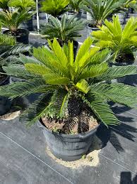 Image result for Cycas