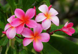 6 Iconic Tropical Flowers That Will Make You Think Of Hawaii Hawaii Magazine Hibiscus flower meaning flower meaning. 6 iconic tropical flowers that will
