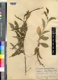 Image result for Schlechterina mitostemmatoides