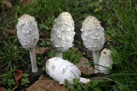 Image result for Coprinus comatus