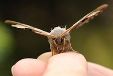 Wildlife Watch - Moths and butterflies (Family event)