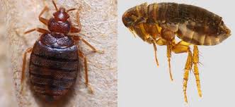 Getting rid of them depends on if you want to try all natural, home made type remedies, or if you want to use over the counter treatments, or try the professional route by. Bed Bugs Vs Fleas Difference And Comparison Diffen