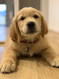 The Newest Addition To Our Family Meet Finn In 2020 Cute Dogs And Puppies Dogs Golden Retriever Cute Dogs