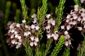 Image result for Erica simii