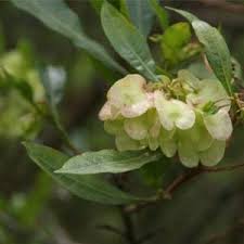 Image result for Grewia monticola