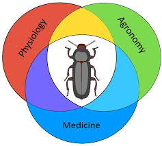 Physical pest control encompasses the many mechanical ways to block, kill, or remove pests from an environment, without the use of pesticides, sprays, or other similar. Frontiers Beetles As Model Organisms In Physiological Biomedical And Environmental Studies A Review Physiology