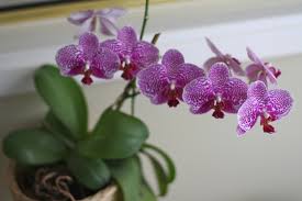 Check spelling or type a new query. How To Grow Orchids Indoors With Full Spectrum Led Grow Lights Super Grow Led