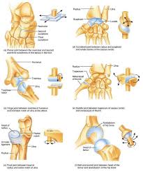 Texila Digipedia Human Anatomy And Physiology Joints Anatomy Synovial Joint