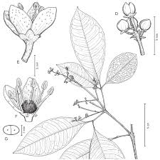 Image result for Toddaliopsis