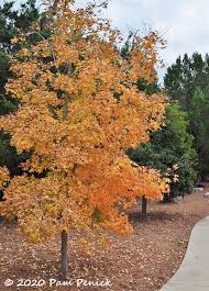 Image result for bigtooth maple