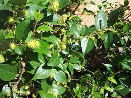 Image result for Xymalos