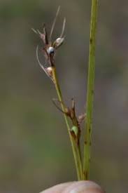 Image result for Scleria poiformis