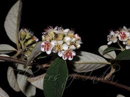 Image result for Cotoneaster pannosus