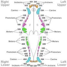Dental Charting Template Canine Dental Tooth Chart Quotes