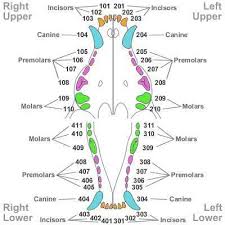 dental charting template canine dental tooth chart quotes