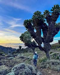 Image result for Deinbollia kilimandscharica