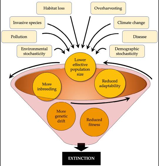 The Extinction Vortex – Molecular Ecology & Evolution: An Introduction
