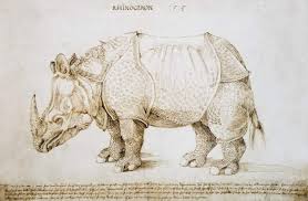 N → nashorn nt, → rhinozeros nt. Albrecht Durer Rhinozeros Kunstdruck Leinwandbild Gerahmtes Bild Glasbild