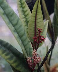 Image result for Elaphoglossum tanganjicense