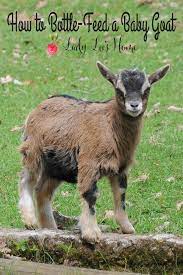 How To Bottle Feed A Baby Goat Lady Lee S Home