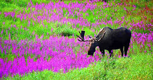 Maybe you would like to learn more about one of these? You See A Moose Alaska Org