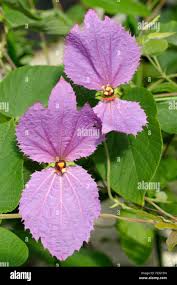 Image result for Dalechampia