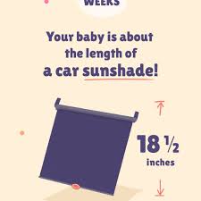 Haven't come across the one ounce a week figure), so that would imply somewhere around eight and a half to nine pounds at delivery. 36 Weeks Pregnant Baby Development Symptoms And More