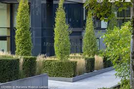 Calamagrostis X Acutiflora Karl Foerster Carpinus Betulus Fastigiata Clipped Taxus Baccata Cubes Taxus Baccata Landscape Architecture Front Garden