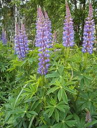 One species has the largest flowers in the world. Lupinus Polyphyllus Wikipedia