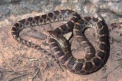 A Guide To Snakes Of Southeast Texas Inaturalist