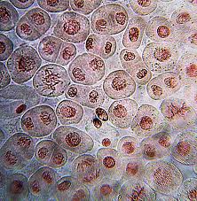 In eukaryotes, dna replication is followed by a process called mitosis which separates the chromosomes in its cell nucleus into two identical sets, in two individual nuclei. File Onion Root Mitosis Jpg Wikimedia Commons